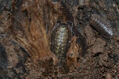 Porcellio monticola