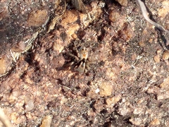 Stenaelurillus metallicus