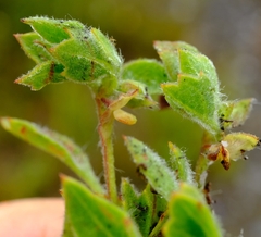 Centella montana