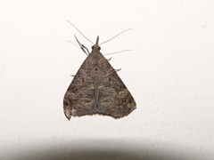 Hypena obsitalis