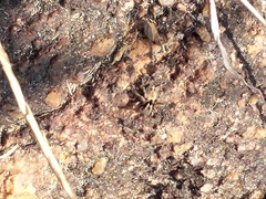 Stenaelurillus metallicus