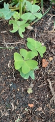 Oxalis latifolia