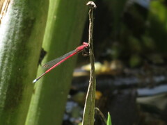 Oxyagrion