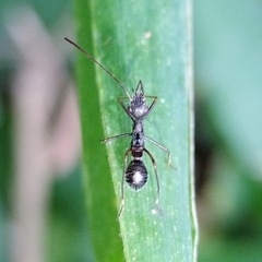 Alydidae