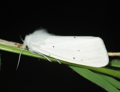Spilosoma urticae