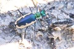 Eunota circumpicta