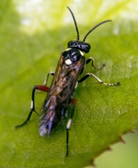 Macrophya punctumalbum