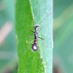 Alydidae