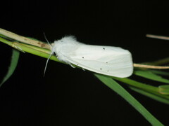 Spilosoma urticae