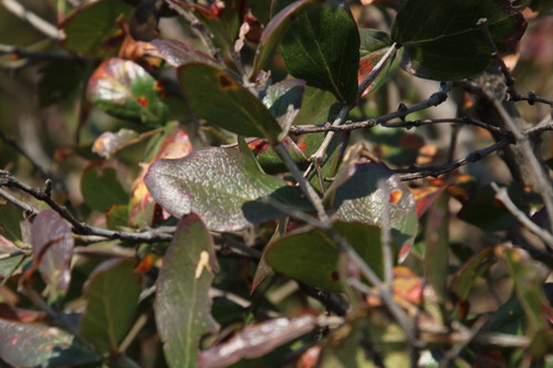 Image of Olinia emarginata by (c) Tony Rebelo, some rights reserved (CC BY-SA)