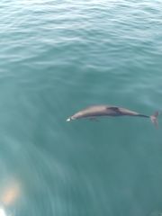 Common Dolphin