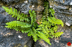 Asplenium marinum