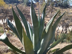 Agave salmiana