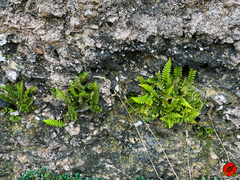 Asplenium marinum