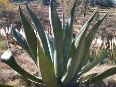 Agave salmiana