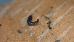 Microplana terrestris