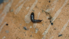 Microplana terrestris