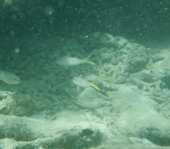 Mulloidichthys martinicus