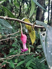 Drymonia conchocalyx