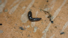 Microplana terrestris