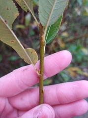 Salix triandra