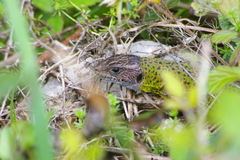 Lacerta schreiberi