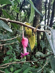 Drymonia conchocalyx