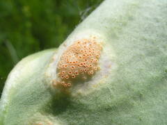 Puccinia symphyti-bromorum