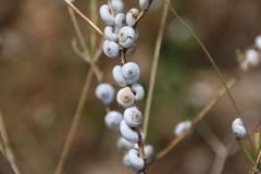 Xeropicta derbentina
