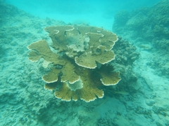 Acropora palmata