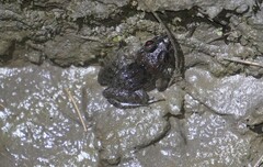 Fejervarya limnocharis