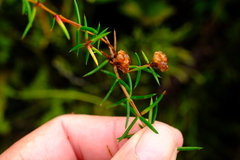 Erica omninoglabra