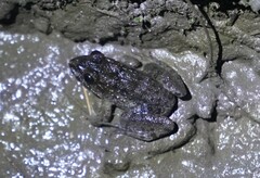 Fejervarya limnocharis