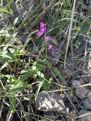 Cyphomeris gypsophiloides