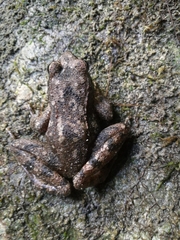 Rana italica
