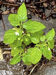 Solanum americanum