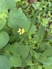 Bidens biternata