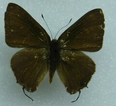 Lycaenidae