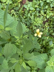 Bidens biternata