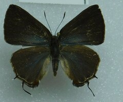 Lycaenidae