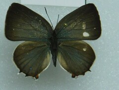 Lycaenidae