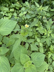 Bidens biternata