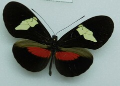 Heliconius himera