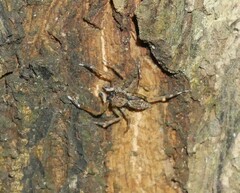 Spartaeus spinimanus