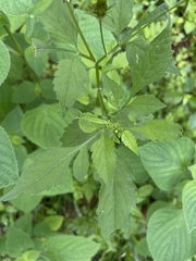 Bidens biternata