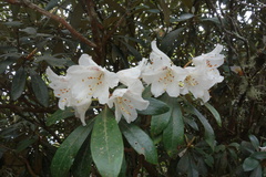 Rhododendron formosanum