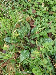 Pulmonaria officinalis