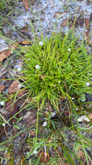 Lachnocaulon