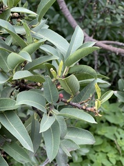 Ficus salicifolia