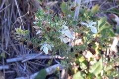 Teucrium cubense